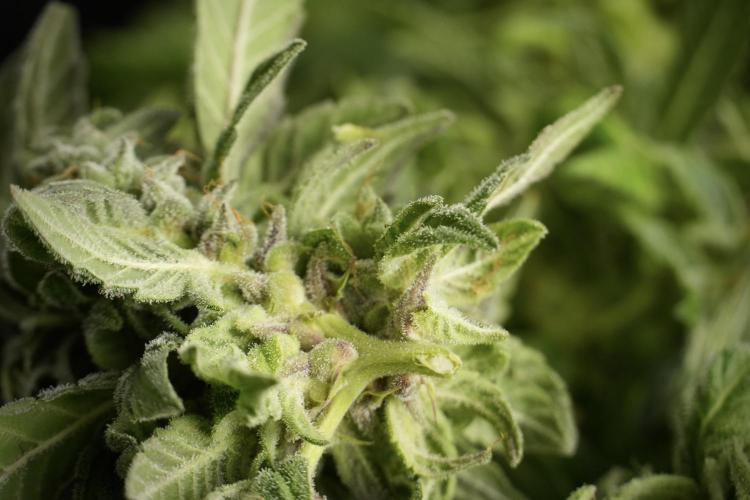 Catching The Ghost Train Haze @ Zamnesia. Week 14 - Ghost Train Haze fresh frozen 
