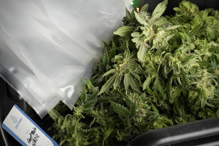 Catching The Ghost Train Haze @ Zamnesia. Week 14 - Ghost Train Haze fresh frozen 