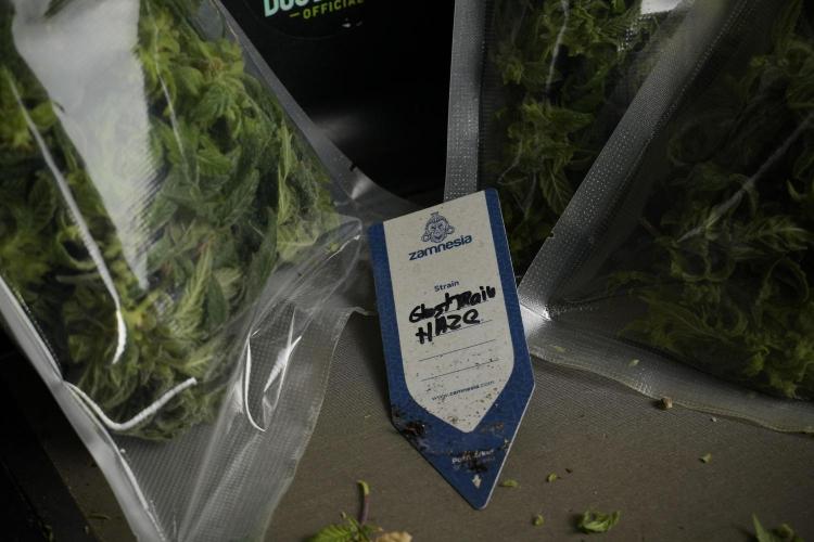 Catching The Ghost Train Haze @ Zamnesia. Week 14 - Ghost Train Haze fresh frozen 