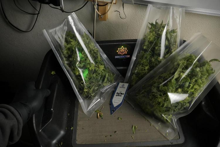 Catching The Ghost Train Haze @ Zamnesia. Week 14 - Ghost Train Haze fresh frozen 