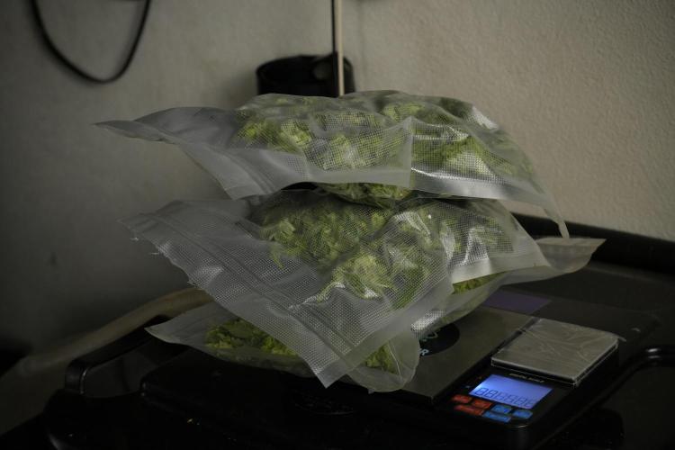 Catching The Ghost Train Haze @ Zamnesia. Week 14 - Ghost Train Haze fresh frozen 