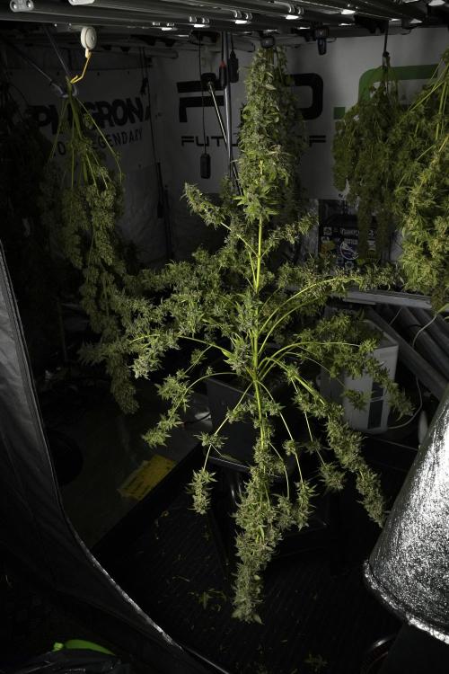 Catching The Ghost Train Haze @ Zamnesia. Week 14 - Ghost Train Haze heavy plants 