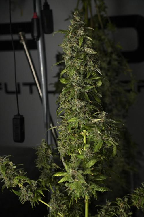 Catching The Ghost Train Haze @ Zamnesia. Week 14 - Ghost Train Haze heavy plants 