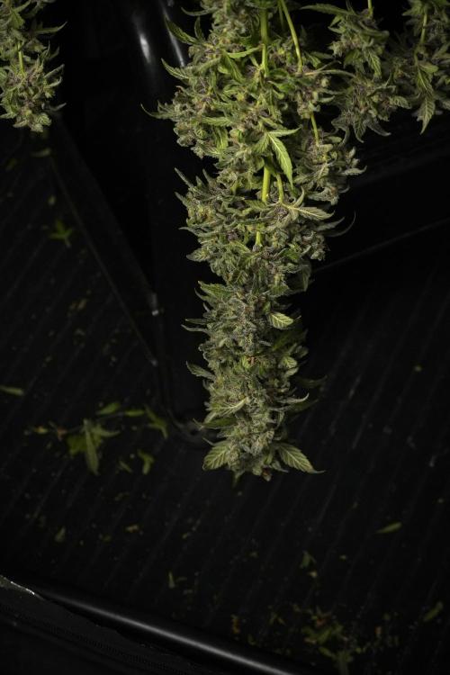 Catching The Ghost Train Haze @ Zamnesia. Week 14 - Ghost Train Haze heavy plants 