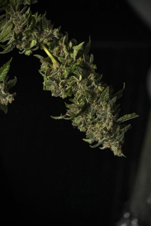 Catching The Ghost Train Haze @ Zamnesia. Week 14 - Ghost Train Haze heavy plants 