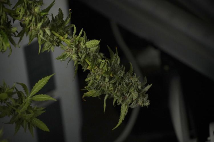 Catching The Ghost Train Haze @ Zamnesia. Week 14 - Ghost Train Haze heavy plants 