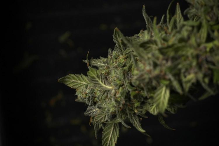 Catching The Ghost Train Haze @ Zamnesia. Week 14 - Ghost Train Haze heavy plants 