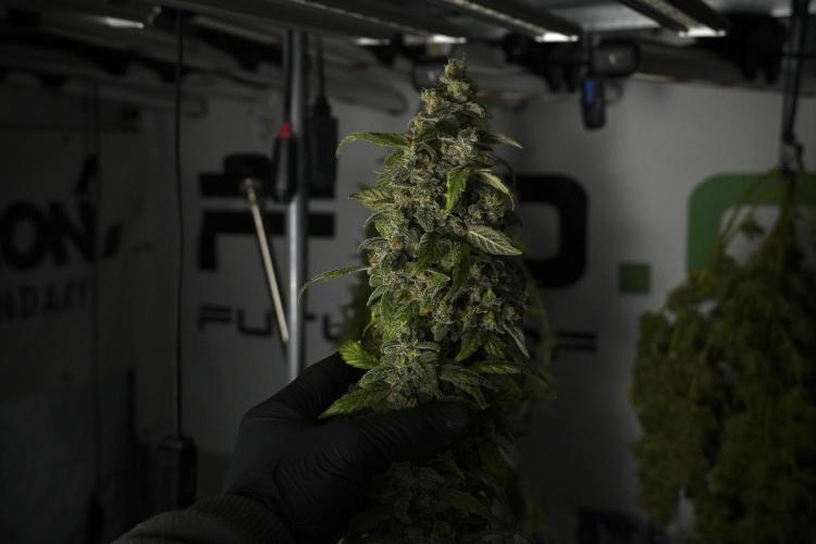 Catching The Ghost Train Haze @ Zamnesia. Week 14 - Ghost Train Haze heavy plants 