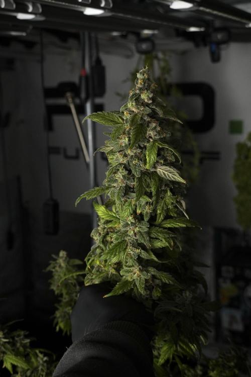 Catching The Ghost Train Haze @ Zamnesia. Week 14 - Ghost Train Haze heavy plants 