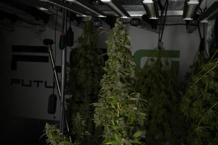 Catching The Ghost Train Haze @ Zamnesia. Week 14 - Ghost Train Haze heavy plants 