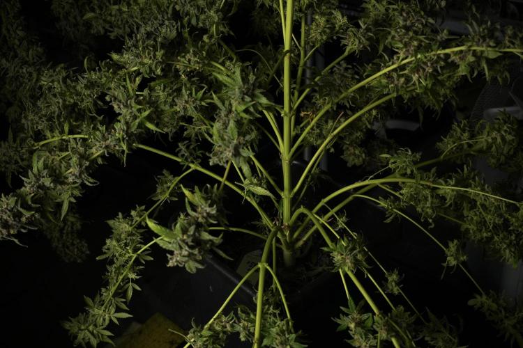 Catching The Ghost Train Haze @ Zamnesia. Week 14 - Ghost Train Haze heavy plants 