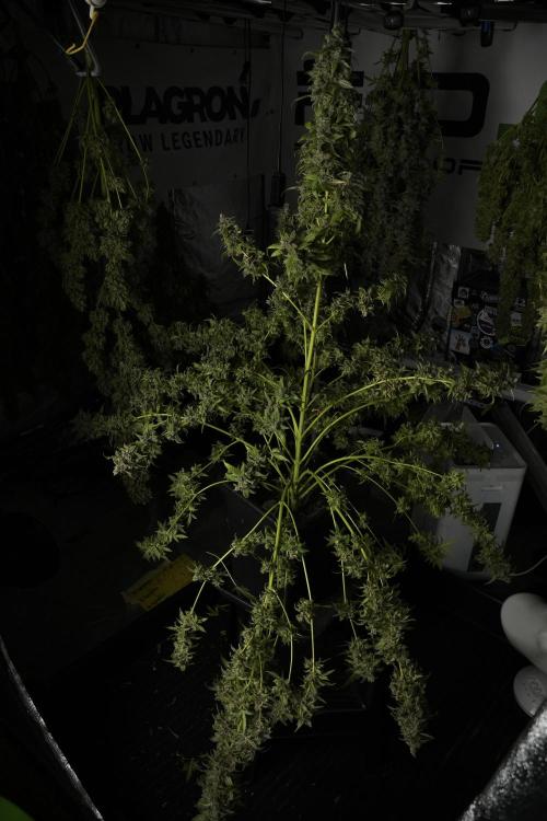 Catching The Ghost Train Haze @ Zamnesia. Week 14 - Ghost Train Haze heavy plants 