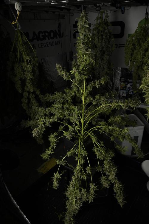 Catching The Ghost Train Haze @ Zamnesia. Week 14 - Ghost Train Haze heavy plants 