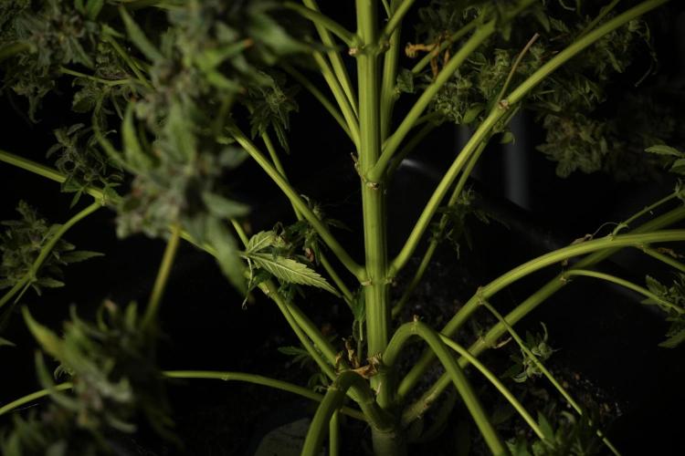 Catching The Ghost Train Haze @ Zamnesia. Week 14 - Ghost Train Haze heavy plants 