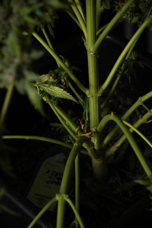 Catching The Ghost Train Haze @ Zamnesia. Week 14 - Ghost Train Haze heavy plants 