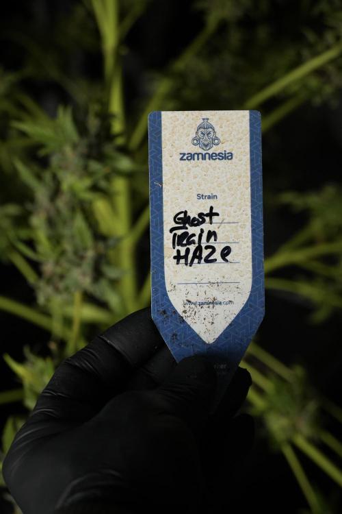 Catching The Ghost Train Haze @ Zamnesia. Week 14 - Ghost Train Haze heavy plants 