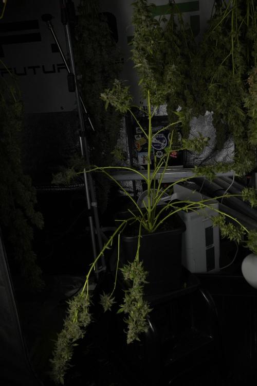 Catching The Ghost Train Haze @ Zamnesia. Week 14 - Ghost Train Haze heavy plants 