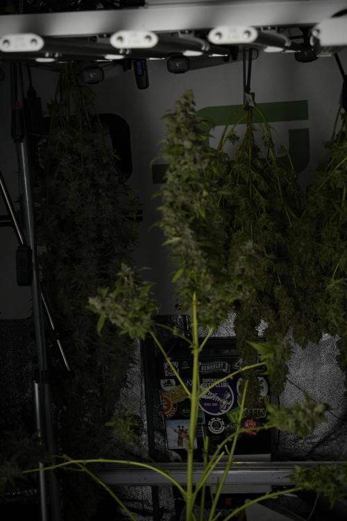 Catching The Ghost Train Haze @ Zamnesia. Week 14 - Ghost Train Haze heavy plants 