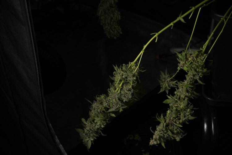 Catching The Ghost Train Haze @ Zamnesia. Week 14 - Ghost Train Haze heavy plants 