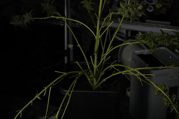 Catching The Ghost Train Haze @ Zamnesia. Week 14 - Ghost Train Haze heavy plants 