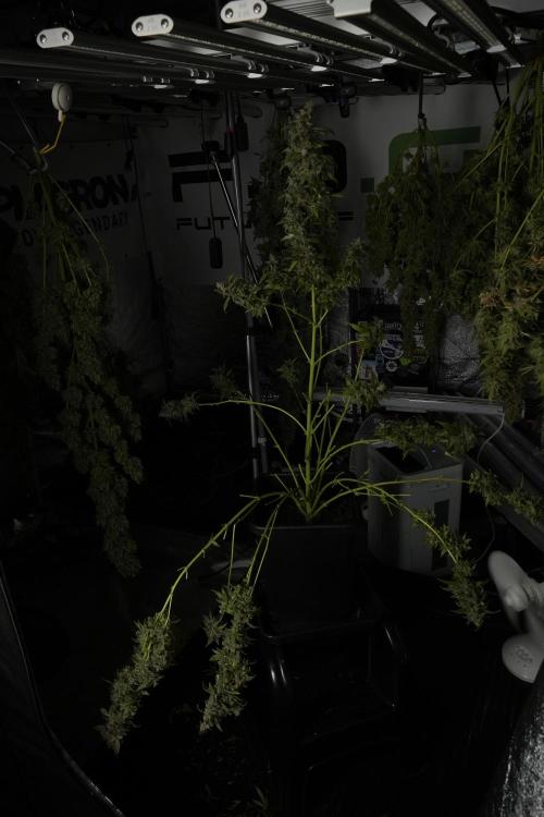 Catching The Ghost Train Haze @ Zamnesia. Week 14 - Ghost Train Haze heavy plants 