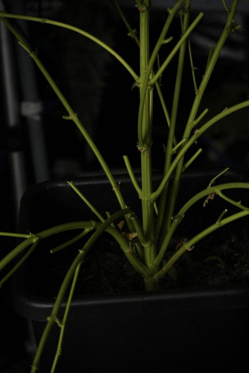 Catching The Ghost Train Haze @ Zamnesia. Week 14 - Ghost Train Haze heavy plants 