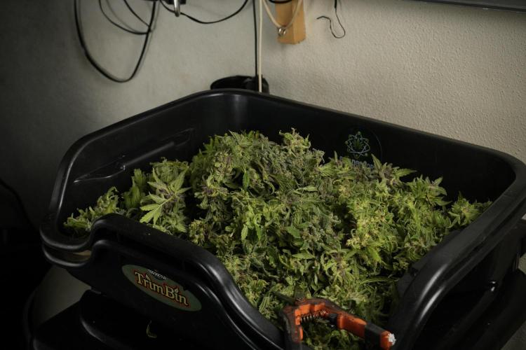 Catching The Ghost Train Haze @ Zamnesia. Week 14 - Ghost Train Haze fresh frozen 