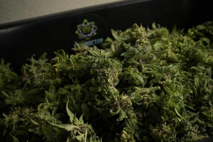Catching The Ghost Train Haze @ Zamnesia. Week 14 - Ghost Train Haze fresh frozen 