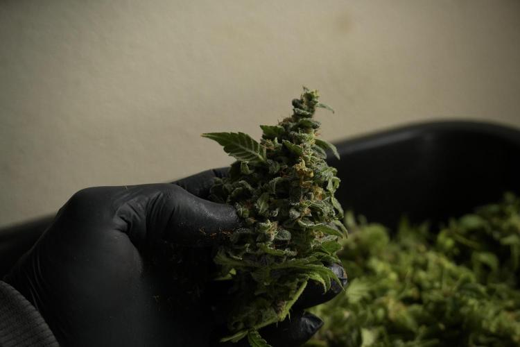 Catching The Ghost Train Haze @ Zamnesia. Week 14 - Ghost Train Haze fresh frozen 