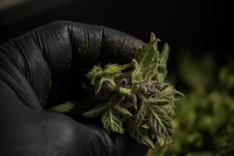 Catching The Ghost Train Haze @ Zamnesia. Week 14 - Ghost Train Haze fresh frozen 