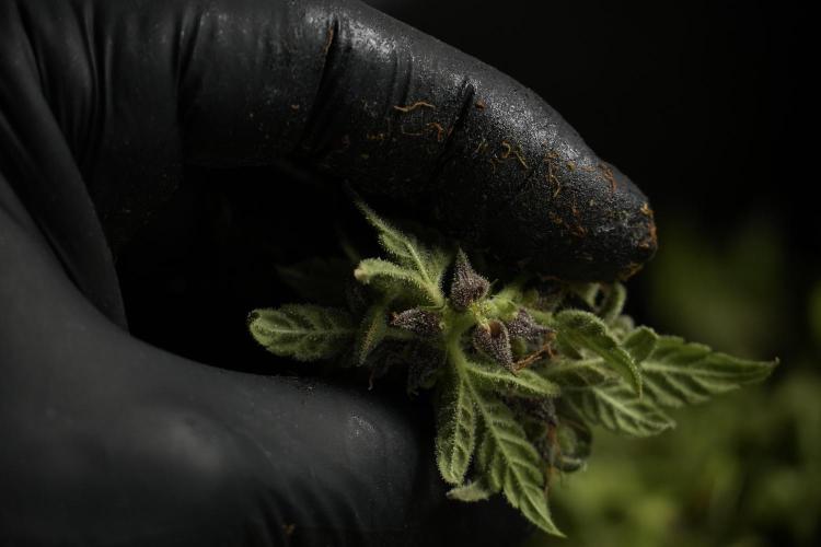 Catching The Ghost Train Haze @ Zamnesia. Week 14 - Ghost Train Haze fresh frozen 
