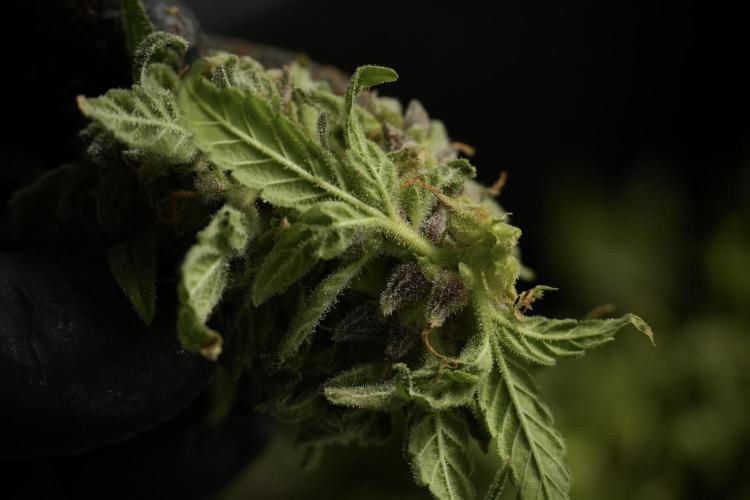 Catching The Ghost Train Haze @ Zamnesia. Week 14 - Ghost Train Haze fresh frozen 