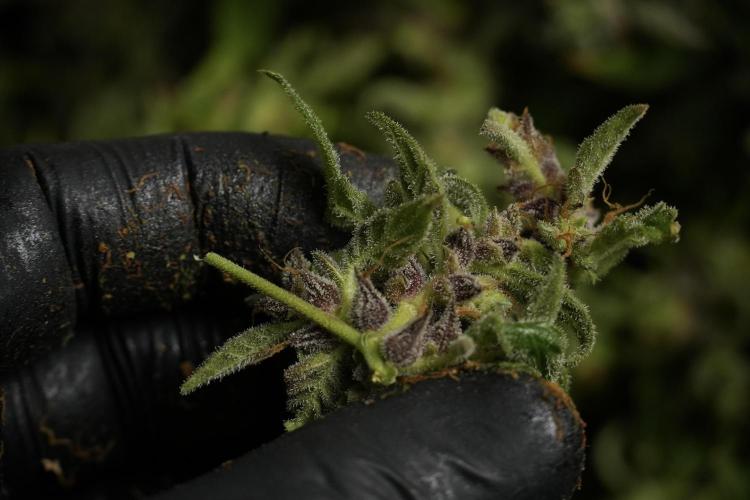 Catching The Ghost Train Haze @ Zamnesia. Week 14 - Ghost Train Haze fresh frozen 