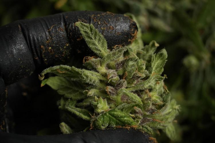 Catching The Ghost Train Haze @ Zamnesia. Week 14 - Ghost Train Haze fresh frozen 