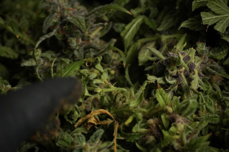 Catching The Ghost Train Haze @ Zamnesia. Week 14 - Ghost Train Haze fresh frozen 