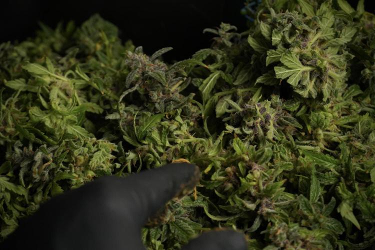 Catching The Ghost Train Haze @ Zamnesia. Week 14 - Ghost Train Haze fresh frozen 