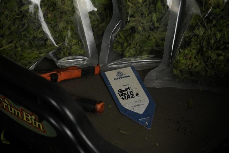 Catching The Ghost Train Haze @ Zamnesia. Week 14 - Ghost Train Haze fresh frozen 