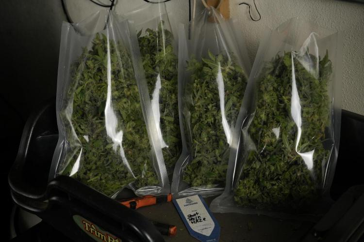 Catching The Ghost Train Haze @ Zamnesia. Week 14 - Ghost Train Haze fresh frozen 