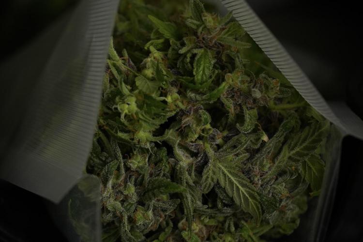 Catching The Ghost Train Haze @ Zamnesia. Week 14 - Ghost Train Haze fresh frozen 