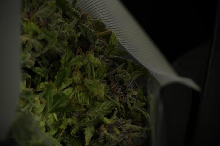 Catching The Ghost Train Haze @ Zamnesia. Week 14 - Ghost Train Haze fresh frozen 
