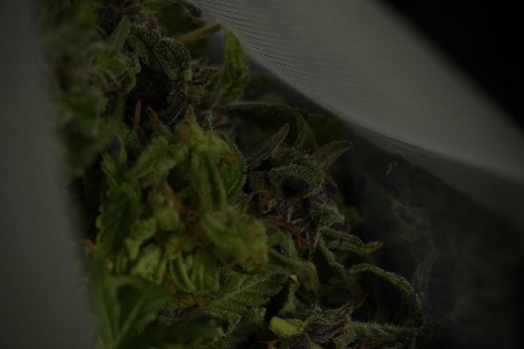 Catching The Ghost Train Haze @ Zamnesia. Week 14 - Ghost Train Haze fresh frozen 