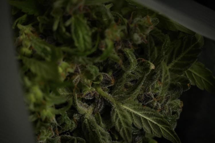 Catching The Ghost Train Haze @ Zamnesia. Week 14 - Ghost Train Haze fresh frozen 