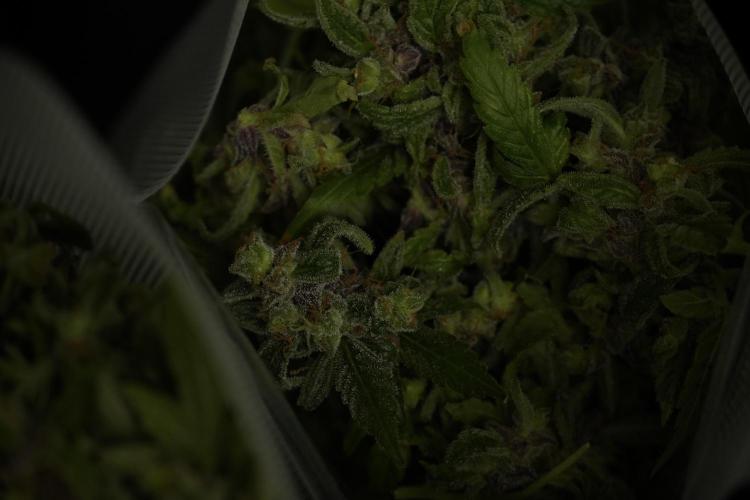 Catching The Ghost Train Haze @ Zamnesia. Week 14 - Ghost Train Haze fresh frozen 
