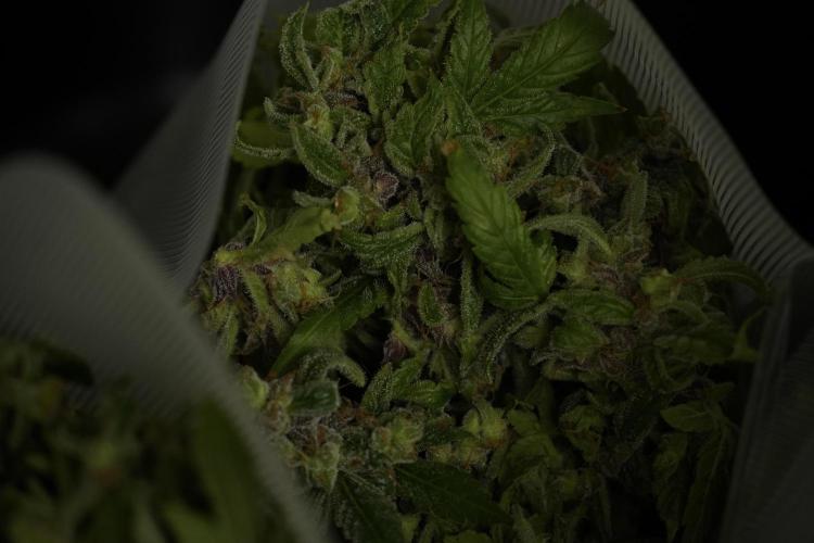 Catching The Ghost Train Haze @ Zamnesia. Week 14 - Ghost Train Haze fresh frozen 