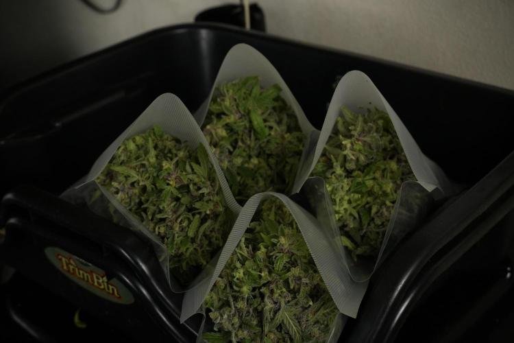 Catching The Ghost Train Haze @ Zamnesia. Week 14 - Ghost Train Haze fresh frozen 