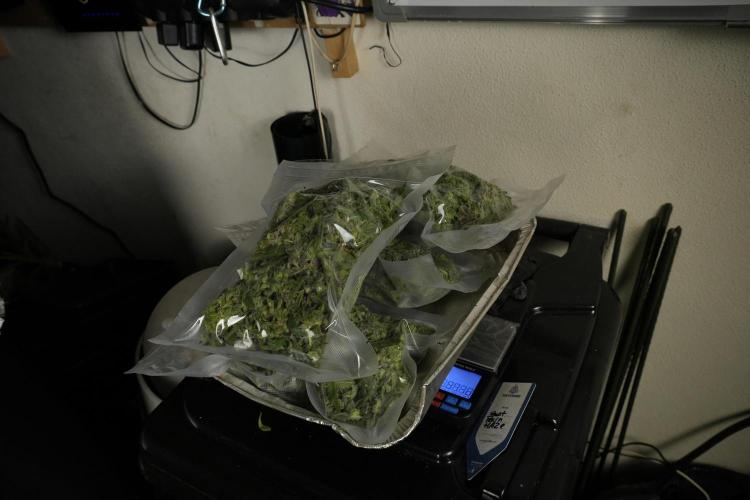 Catching The Ghost Train Haze @ Zamnesia. Week 14 - Ghost Train Haze fresh frozen 