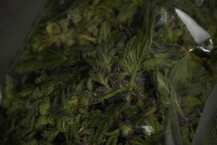 Catching The Ghost Train Haze @ Zamnesia. Week 14 - Ghost Train Haze fresh frozen 