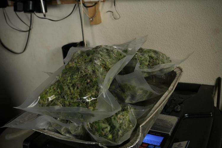Catching The Ghost Train Haze @ Zamnesia. Week 14 - Ghost Train Haze fresh frozen 