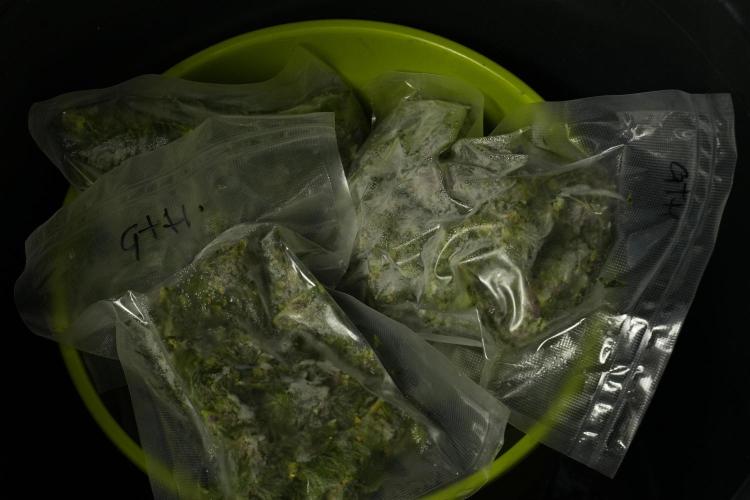 Catching The Ghost Train Haze @ Zamnesia. Week 14 - Ghost Train Haze fresh frozen 