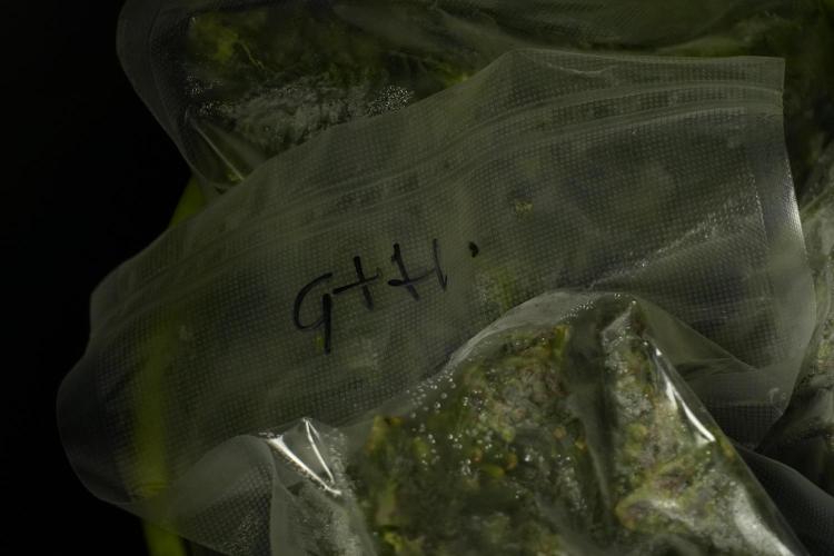 Catching The Ghost Train Haze @ Zamnesia. Week 14 - Ghost Train Haze fresh frozen 